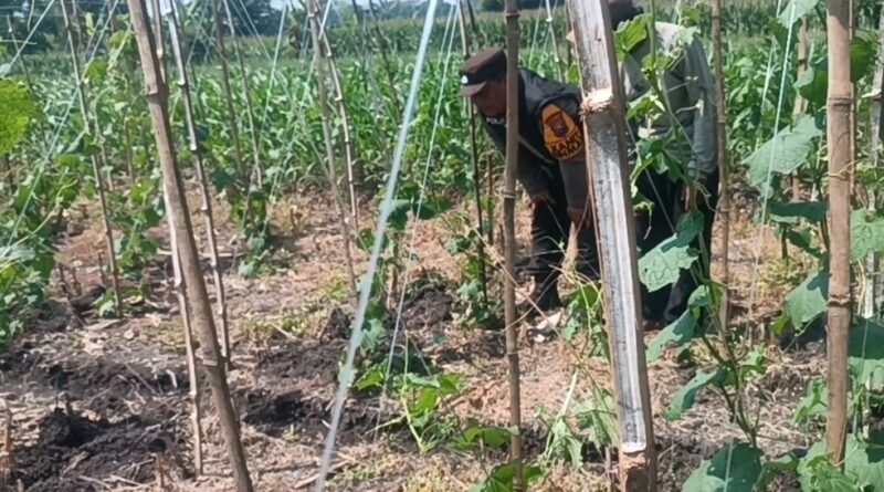 Gugus Tugas Ketahanan Pangan Polsek Rembang Pantau Lahan Gambas Milik Petani Binaan