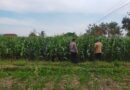 Bhabinkamtibmas Sukorejo Dampingi Petani Pantau Pertumbuhan Jagung