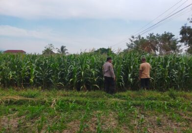 Bhabinkamtibmas Sukorejo Dampingi Petani Pantau Pertumbuhan Jagung