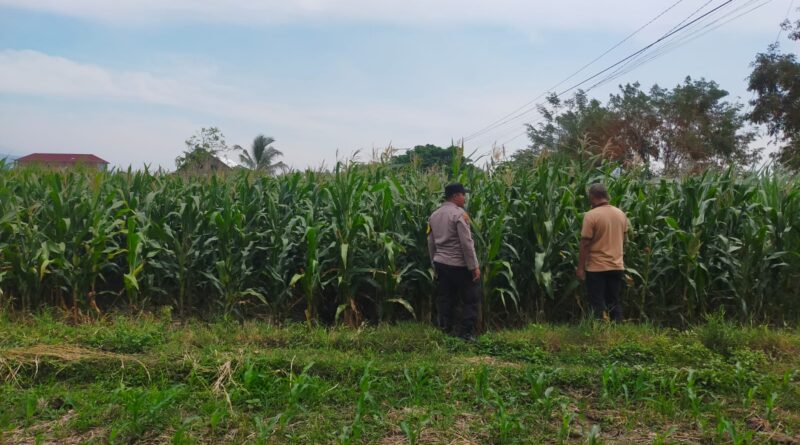 Bhabinkamtibmas Sukorejo Dampingi Petani Pantau Pertumbuhan Jagung