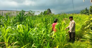 Bukan Sekadar Patroli, Polisi di Tutur Kini Aktif Dampingi Petani Jagung