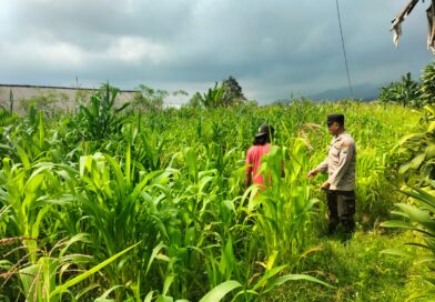 Bukan Sekadar Patroli, Polisi di Tutur Kini Aktif Dampingi Petani Jagung