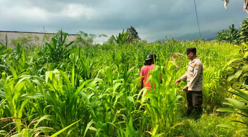 Bukan Sekadar Patroli, Polisi di Tutur Kini Aktif Dampingi Petani Jagung