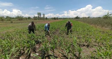 Bukan Sekadar Patroli, Polisi di Bangil Aktif Dampingi Petani Jagung Menuju Panen Maksimal