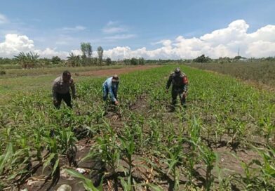 Bukan Sekadar Patroli, Polisi di Bangil Aktif Dampingi Petani Jagung Menuju Panen Maksimal