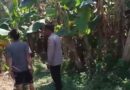 Bhabinkamtibmas Polsek Rembang Pantau Lahan Pisang Cavendish Dukung Program Ketahanan Pangan Nasional