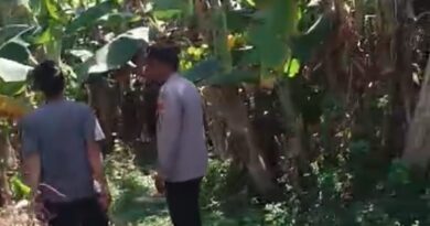 Bhabinkamtibmas Polsek Rembang Pantau Lahan Pisang Cavendish Dukung Program Ketahanan Pangan Nasional