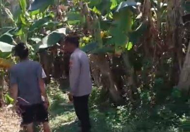 Bhabinkamtibmas Polsek Rembang Pantau Lahan Pisang Cavendish Dukung Program Ketahanan Pangan Nasional