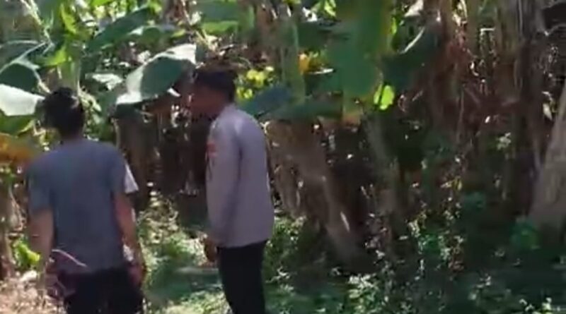 Bhabinkamtibmas Polsek Rembang Pantau Lahan Pisang Cavendish Dukung Program Ketahanan Pangan Nasional
