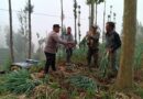 Polsek Tosari Dampingi Petani Bawang, Wujudkan Ketahanan Pangan di Lereng Bromo