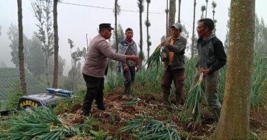Polsek Tosari Dampingi Petani Bawang, Wujudkan Ketahanan Pangan di Lereng Bromo