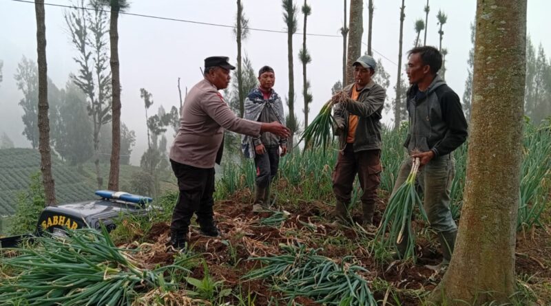 Polsek Tosari Dampingi Petani Bawang, Wujudkan Ketahanan Pangan di Lereng Bromo