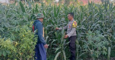Bhabinkamtibmas Polsek Pasrepan Pantau Tanaman Jagung, Dukung Asta Cita Presiden di Bidang Ketahanan Pangan