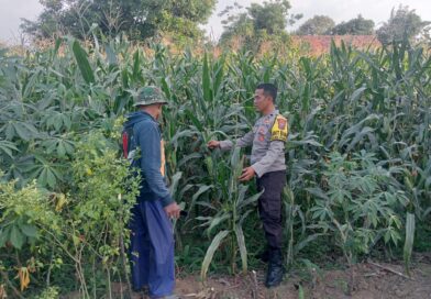 Bhabinkamtibmas Polsek Pasrepan Pantau Tanaman Jagung, Dukung Asta Cita Presiden di Bidang Ketahanan Pangan
