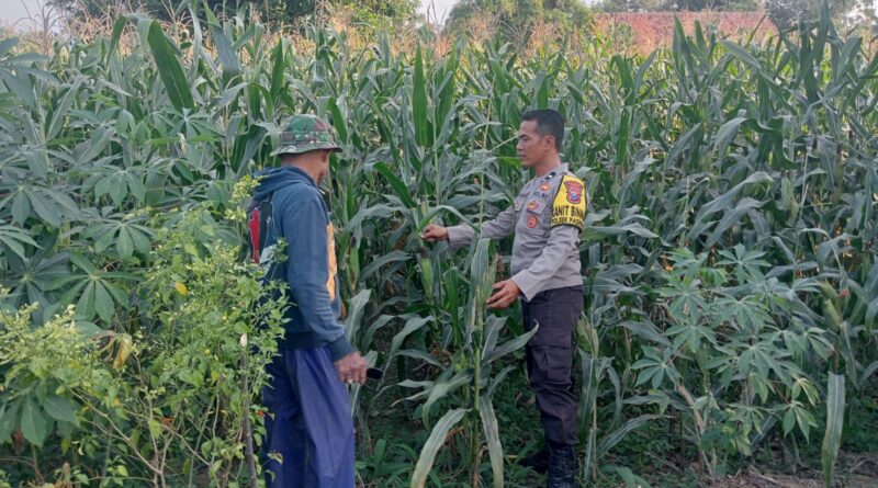 Bhabinkamtibmas Polsek Pasrepan Pantau Tanaman Jagung, Dukung Asta Cita Presiden di Bidang Ketahanan Pangan