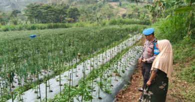 Bhabinkamtibmas Sambangi Lahan Cabai, Dukung Ketahanan Pangan Bersama Warga