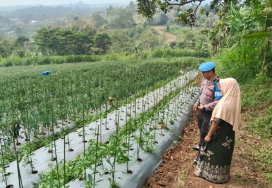 Bhabinkamtibmas Sambangi Lahan Cabai, Dukung Ketahanan Pangan Bersama Warga