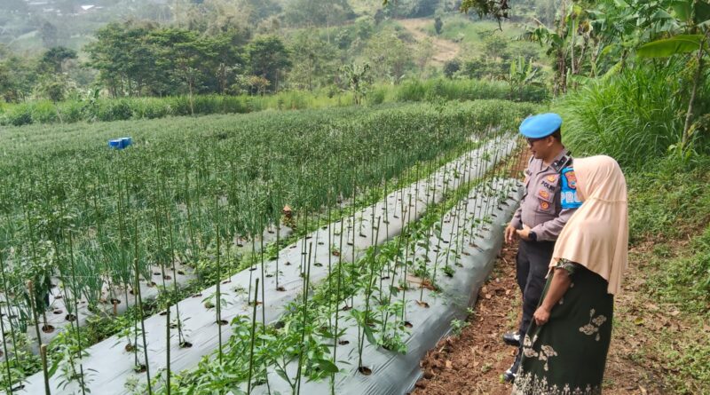Bhabinkamtibmas Sambangi Lahan Cabai, Dukung Ketahanan Pangan Bersama Warga