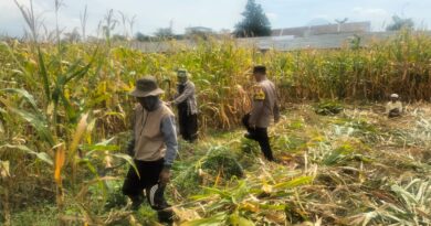 Hasil Panen Jagung di Karangjati Terpantau Baik, Bhabinkamtibmas Dukung Ketahanan Pangan Bersama Petani