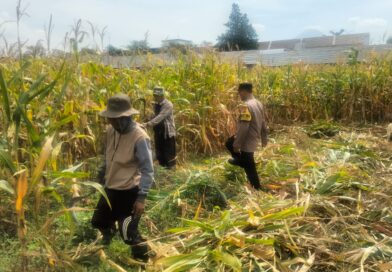 Hasil Panen Jagung di Karangjati Terpantau Baik, Bhabinkamtibmas Dukung Ketahanan Pangan Bersama Petani