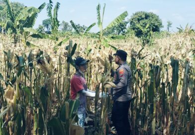 BHABINKAMTIBMAS SUKOREJO GERAKKAN MASYARAKAT MANFAATKAN LAHAN DUKUNG KETAHANAN PANGAN NASIONAL
