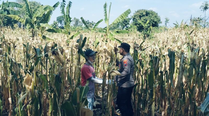BHABINKAMTIBMAS SUKOREJO GERAKKAN MASYARAKAT MANFAATKAN LAHAN DUKUNG KETAHANAN PANGAN NASIONAL