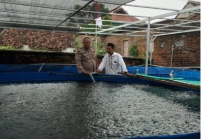Budidaya Lele Warga Tambakan Berkembang Baik, Bhabinkamtibmas Dukung Program Pekarangan Bergizi