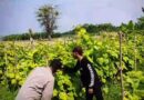 Tanaman Mentimun Subur di Desa Siyar, Bhabinkamtibmas Polsek Rembang Perkuat Ketahanan Pangan Bersama Petani”