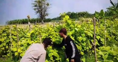 Tanaman Mentimun Subur di Desa Siyar, Bhabinkamtibmas Polsek Rembang Perkuat Ketahanan Pangan Bersama Petani”