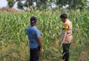 Bhabinkamtibmas Polsek Rembang Pantau Lahan Jagung Warga Dukung Asta Cita Ketahanan Pangan