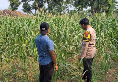 Bhabinkamtibmas Polsek Rembang Pantau Lahan Jagung Warga Dukung Asta Cita Ketahanan Pangan