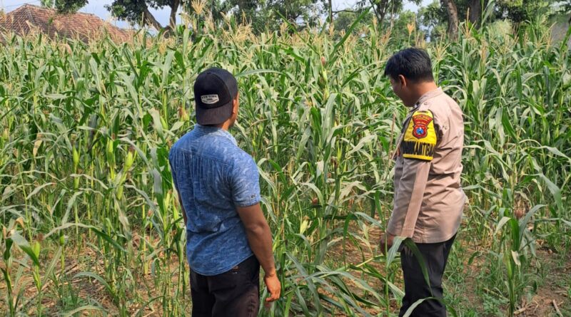 Bhabinkamtibmas Polsek Rembang Pantau Lahan Jagung Warga Dukung Asta Cita Ketahanan Pangan