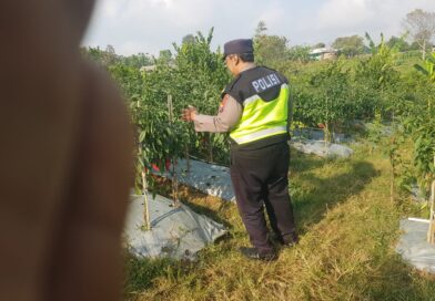Polsek Nongkojajar Dukung Budidaya Cabai di Pungging untuk Sukseskan Ketahanan Pangan