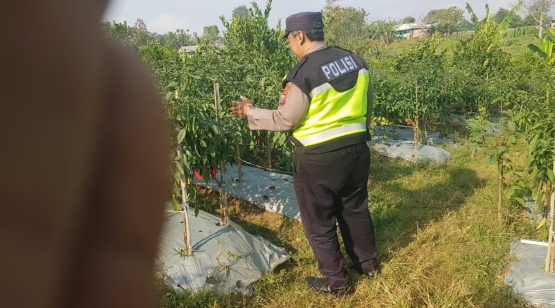 Polsek Nongkojajar Dukung Budidaya Cabai di Pungging untuk Sukseskan Ketahanan Pangan