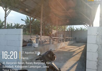 Diduga Program Penggemukan Sapi Bernilai Ratusan Juta Di Pertanyakan… Kandang Kosong Berbulan-Bulan
