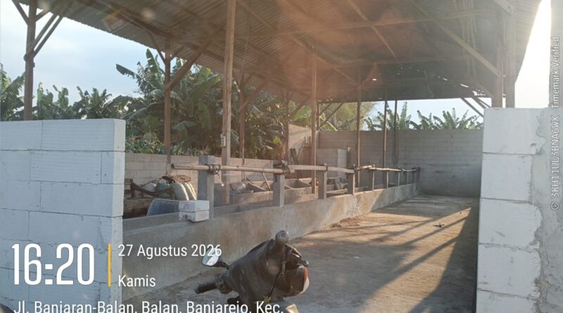 Diduga Program Penggemukan Sapi Bernilai Ratusan Juta Di Pertanyakan… Kandang Kosong Berbulan-Bulan