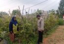 Bhabinkamtibmas Polsek Nongkojajar Pantau Tanaman Cabe, Dukung Program Ketahanan Pangan Nasional