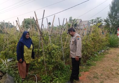 Bhabinkamtibmas Polsek Nongkojajar Pantau Tanaman Cabe, Dukung Program Ketahanan Pangan Nasional