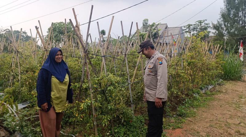 Bhabinkamtibmas Polsek Nongkojajar Pantau Tanaman Cabe, Dukung Program Ketahanan Pangan Nasional