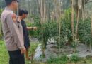 Bhabinkamtibmas Polsek Nongkojajar Pantau Tanaman Cabai, Dorong Masyarakat Perkuat Ketahanan Pangan