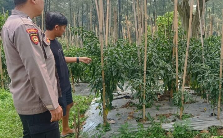 Bhabinkamtibmas Polsek Nongkojajar Pantau Tanaman Cabai, Dorong Masyarakat Perkuat Ketahanan Pangan