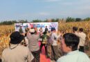 Panen Jagung Bantuan Pemerintah di Sambisirah Kenalkan Modernisasi Pertanian