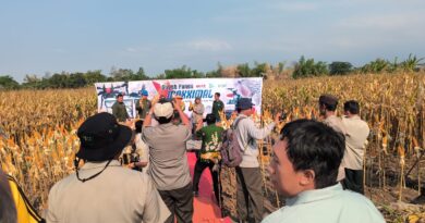 Panen Jagung Bantuan Pemerintah di Sambisirah Kenalkan Modernisasi Pertanian