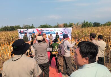 Panen Jagung Bantuan Pemerintah di Sambisirah Kenalkan Modernisasi Pertanian
