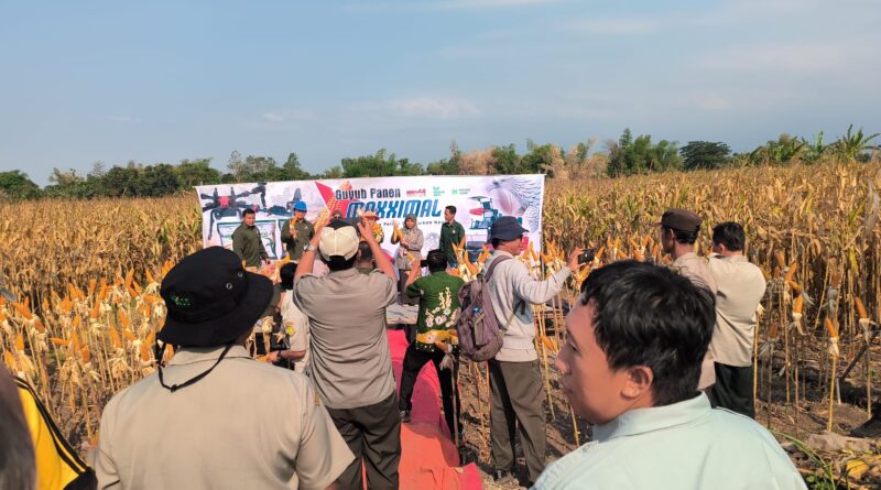 Panen Jagung Bantuan Pemerintah di Sambisirah Kenalkan Modernisasi Pertanian
