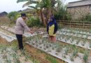 Bhabinkamtibmas Nongkojajar Pantau Tanaman Bawang Merah, Dukung Ketahanan Pangan Nasional