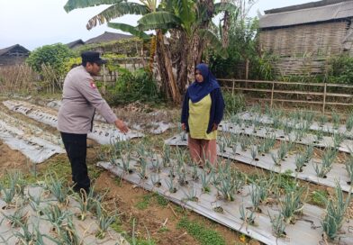 Bhabinkamtibmas Nongkojajar Pantau Tanaman Bawang Merah, Dukung Ketahanan Pangan Nasional