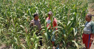 Polsek Sukorejo Dampingi Kelompok Tani Manfaatkan Lahan Produktif untuk Ketahanan Pangan