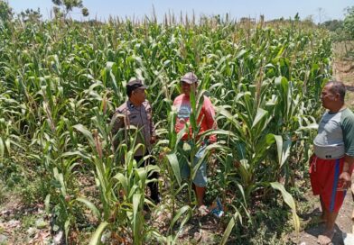 Polsek Sukorejo Dampingi Kelompok Tani Manfaatkan Lahan Produktif untuk Ketahanan Pangan