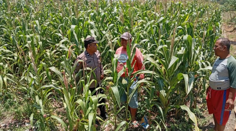Polsek Sukorejo Dampingi Kelompok Tani Manfaatkan Lahan Produktif untuk Ketahanan Pangan